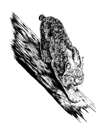 der Wildnis – Icon